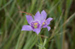 Catchfly prairie gentain